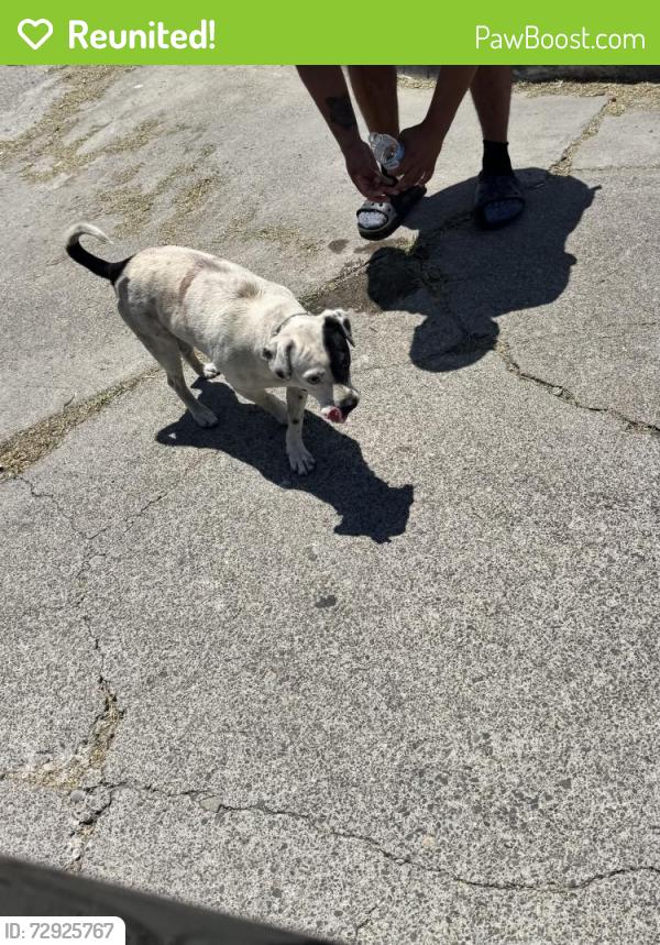 Reunited Unknown Dog last seen Harwood and maple  in Santa Ana , Santa Ana, CA 92701