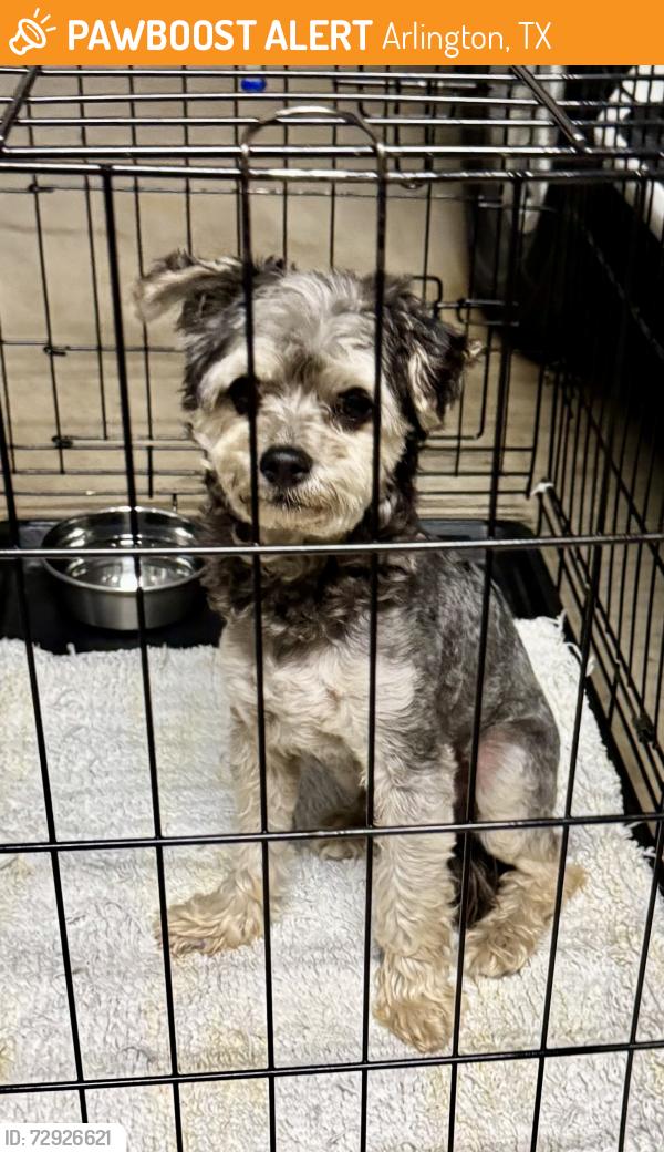 Found/Stray Unknown Dog last seen Potomac pkwy  76017, Arlington, TX 76017