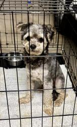 Found/Stray Unknown Dog last seen Potomac pkwy  76017, Arlington, TX 76017