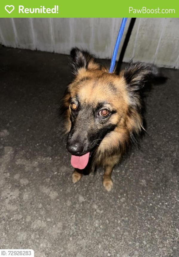 Reunited Male Dog last seen Central and woodman rd, Summerville, SC 29483