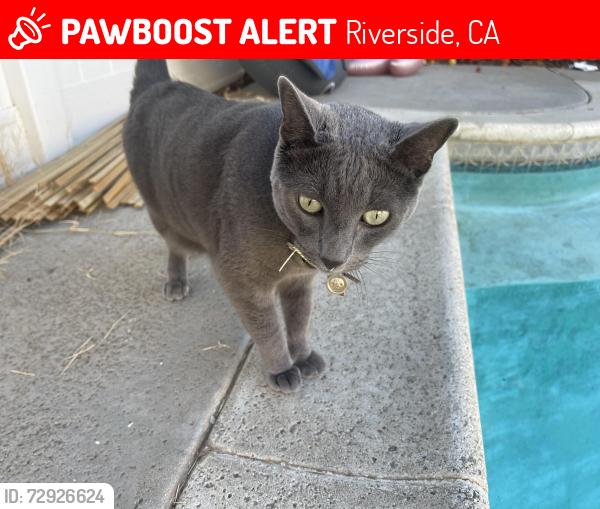 Lost Male Cat last seen la sierra and indiana , Riverside, CA 92503