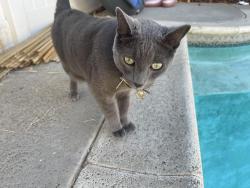 Lost Male Cat last seen la sierra and indiana , Riverside, CA 92503