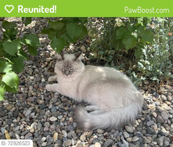 Reunited Male Cat last seen Oso Grande park, Morris-Juan Tabo- spain, Albuquerque, NM 87111