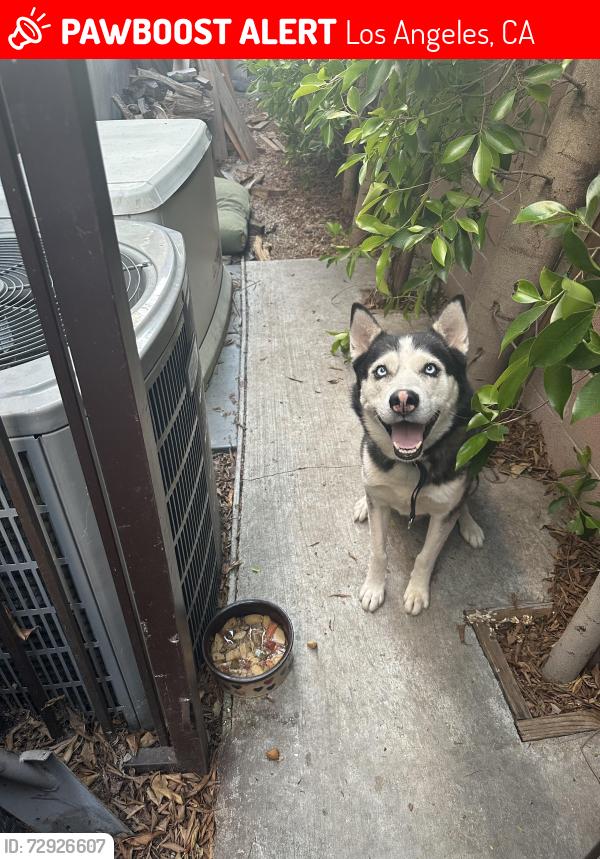 Lost Male Dog last seen La Salle and 94th st, Los Angeles, CA 90047