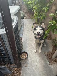 Lost Male Dog last seen La Salle and 94th st, Los Angeles, CA 90047