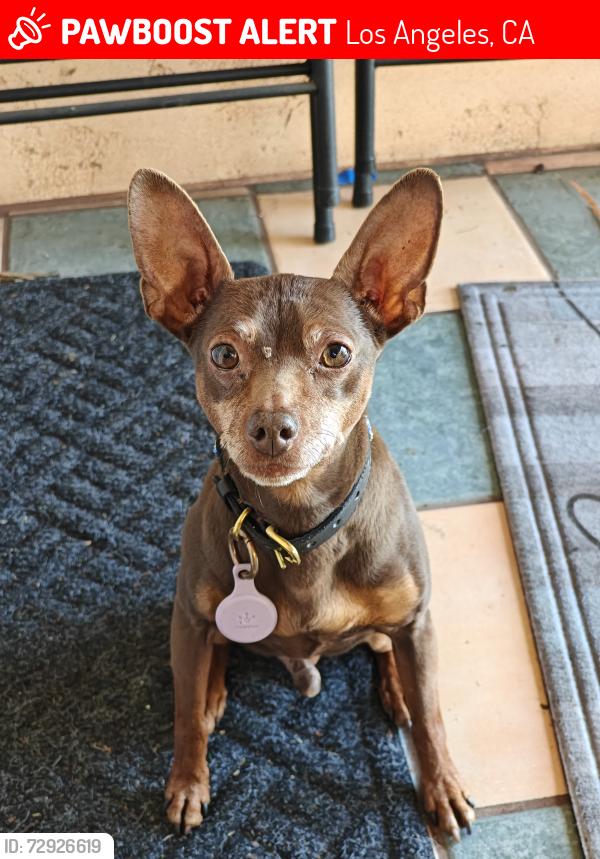 Lost Male Dog last seen Crescent St and Ruby St, Los Angeles, CA 90042