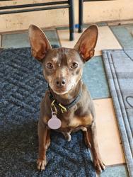 Lost Male Dog last seen Crescent St and Ruby St, Los Angeles, CA 90042