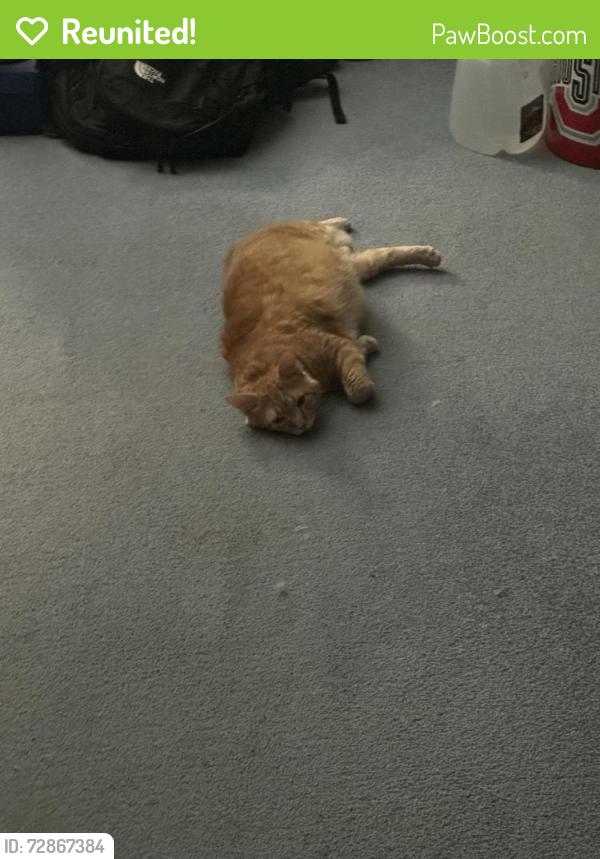 Reunited Male Cat last seen Octavia and chase , Chicago, IL 60631