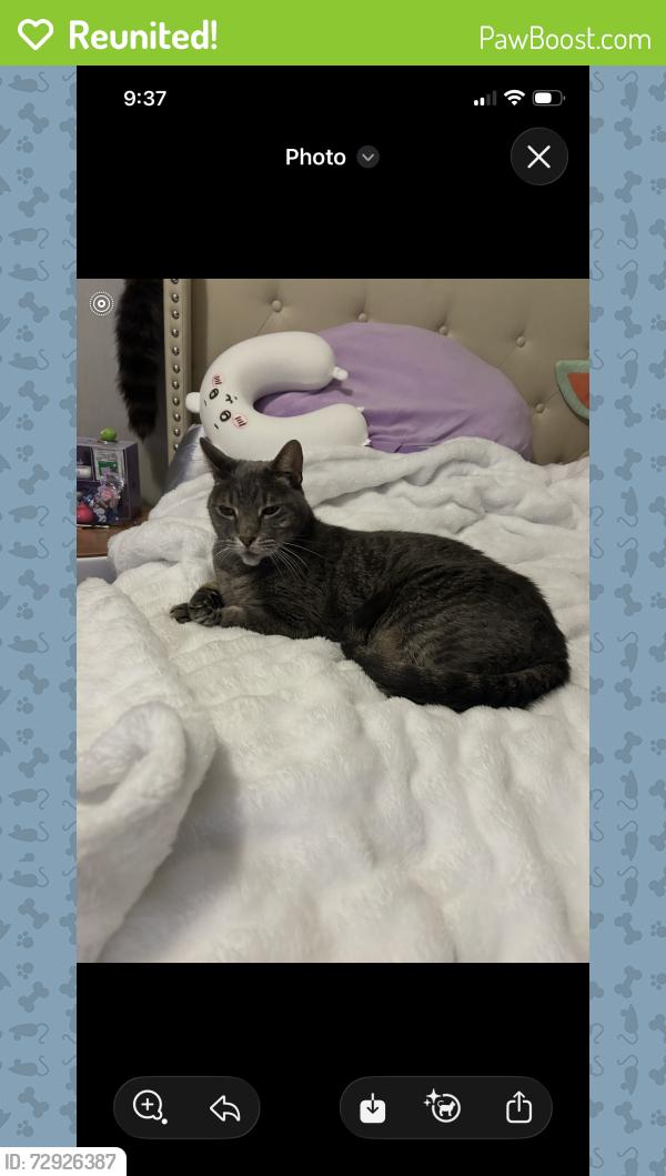 Reunited Male Cat last seen Rolling fork Dr and FM 725, New Braunfels, TX 78130
