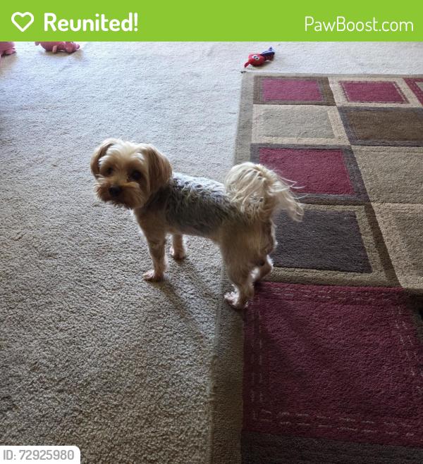 Reunited Male Dog last seen Barnstable and Cohasset, Memphis, TN 38125