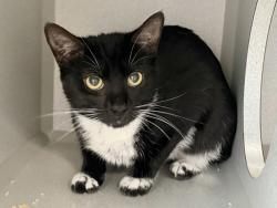 Shelter Stray Female Cat last seen 35-20 21 Street, ASTORIA, NY, 11106, New York, NY 10029