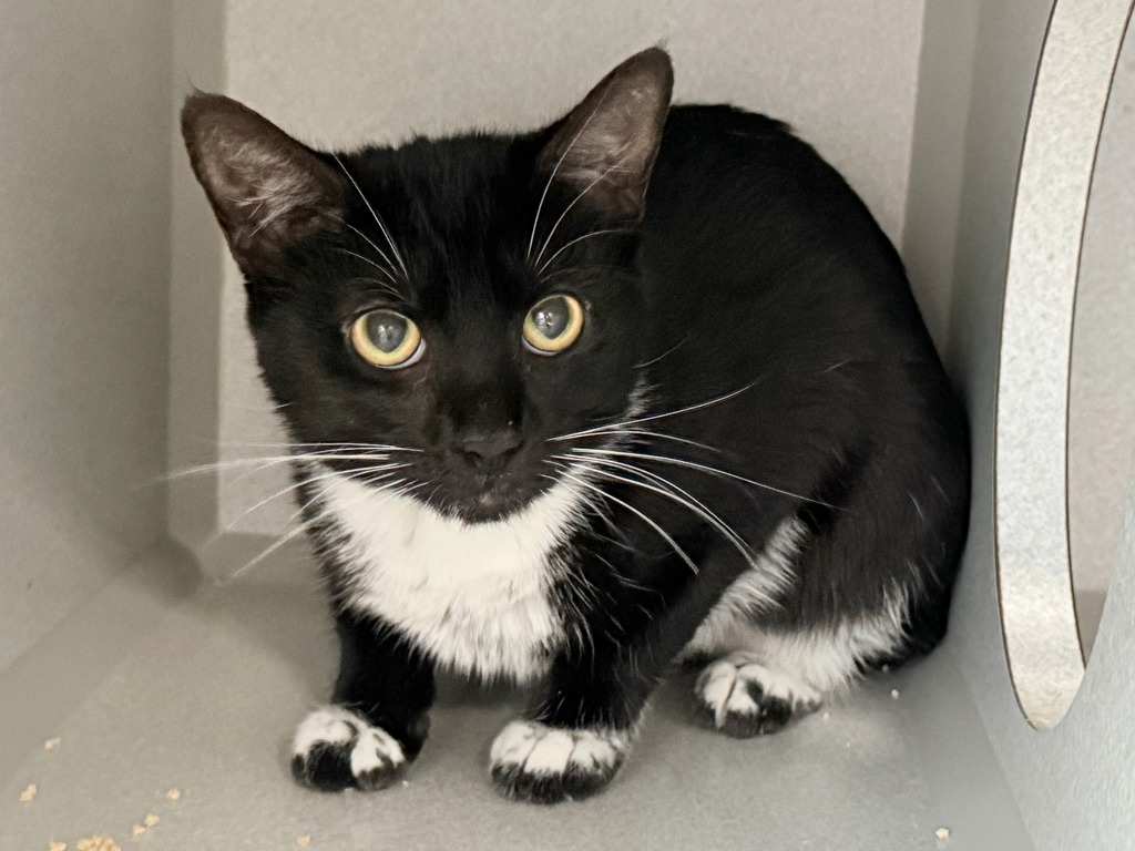 Shelter Stray Female Cat last seen 35-20 21 Street, ASTORIA, NY, 11106, New York, NY 10029