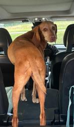 Reunited Female Dog last seen W Lake Highlands Dr, Dallas, TX 75218, USA, Dallas, TX 75218