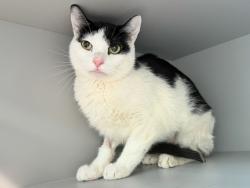 Shelter Stray Female Cat last seen Near Fair Mount Place, BRONX, NY, 10457, New York, NY 10029