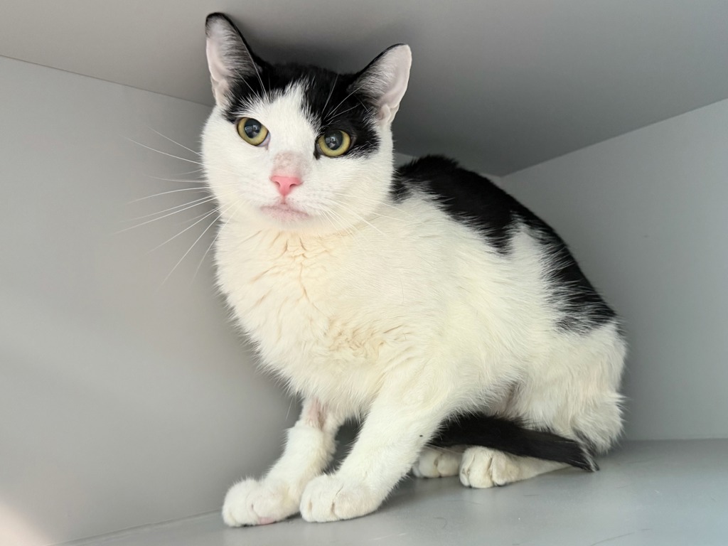 Shelter Stray Female Cat last seen Near Fair Mount Place, BRONX, NY, 10457, New York, NY 10029