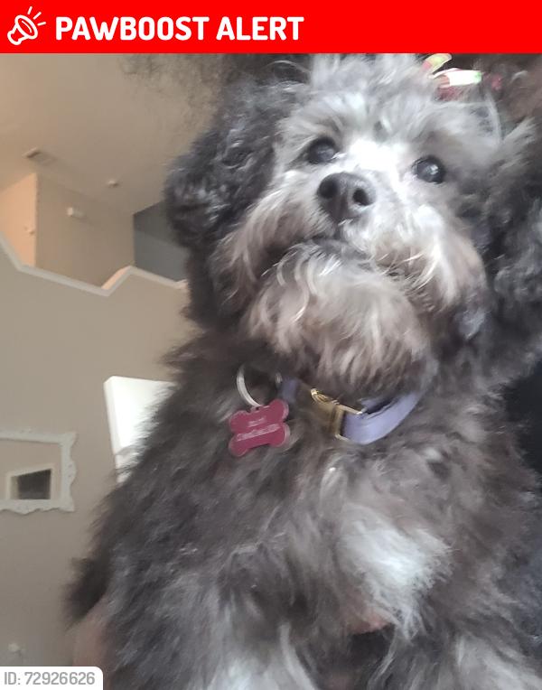 Lost Female Dog last seen Lake Daniel Court, Waterside Village, TX 77407