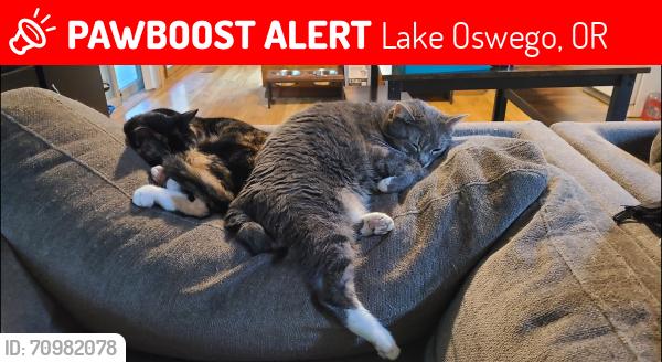 Lost Female Cat last seen Waluga park, Lake Oswego, OR 97035
