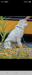 Reunited Male Dog last seen Sw 52nd Ave, Portland, OR 97221