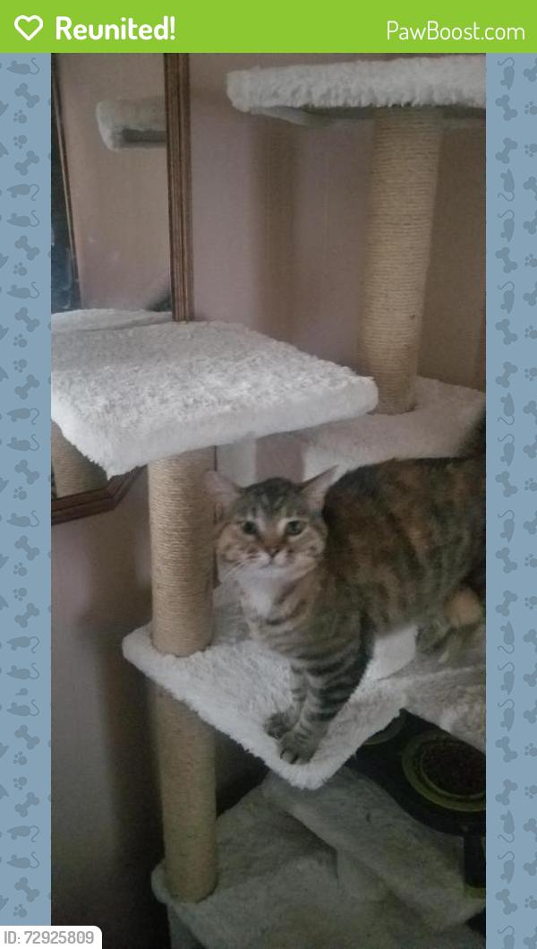 Reunited Female Cat last seen Chesteron Boulevard Antique shop, Chesterton, IN 46304