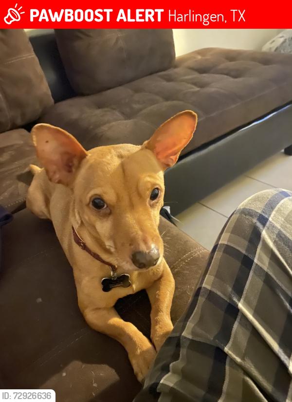 Lost Male Dog last seen Betty bob dr, Harlingen, TX 78552
