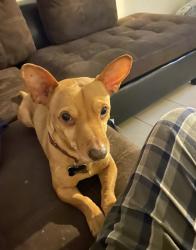 Lost Male Dog last seen Betty bob dr, Harlingen, TX 78552