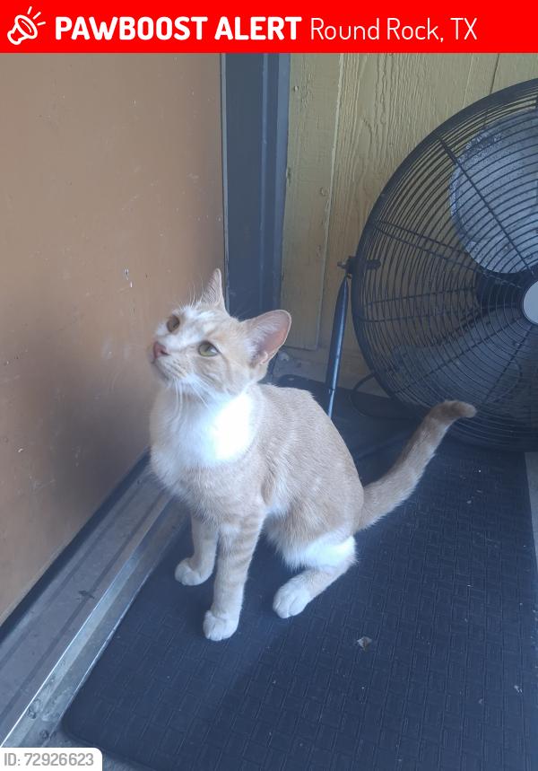 Lost Male Cat last seen South creek, turtle creek village , Round Rock, TX 78664