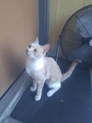 Lost Male Cat last seen South creek, turtle creek village , Round Rock, TX 78664