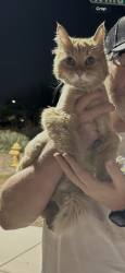 Reunited Female Cat last seen Ganzel and Combs , Queen Creek, AZ 85140