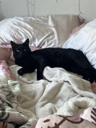 Reunited Male Cat last seen Lost on Fox Crest Way, Midlothian VA, Midlothian, VA 23112