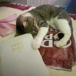 Lost Male Cat last seen symbol, Houston, TX 77093