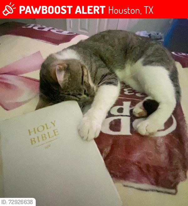 Lost Male Cat last seen symbol, Houston, TX 77093