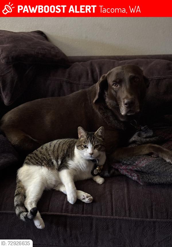 Lost Male Cat last seen Highland Ave SW, Tacoma, WA 98499