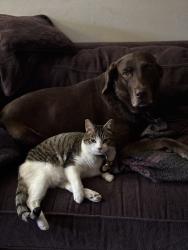 Lost Male Cat last seen Highland Ave SW, Tacoma, WA 98499