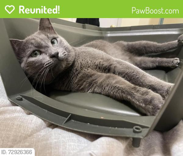 Reunited Male Cat last seen Waccamaw, Winston-Salem, NC 27127