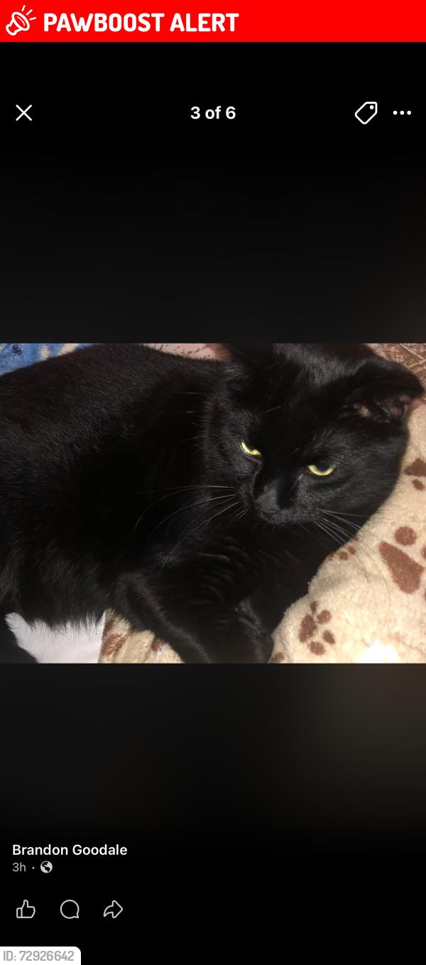 Lost Male Cat last seen Apparently complex near iron horse, North Richland Hills, TX 76180