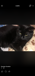 Lost Male Cat last seen Apparently complex near iron horse, North Richland Hills, TX 76180