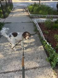 Reunited Female Dog last seen Near Monticello Ave, Chicago 60647, Piatt County, IL 61856
