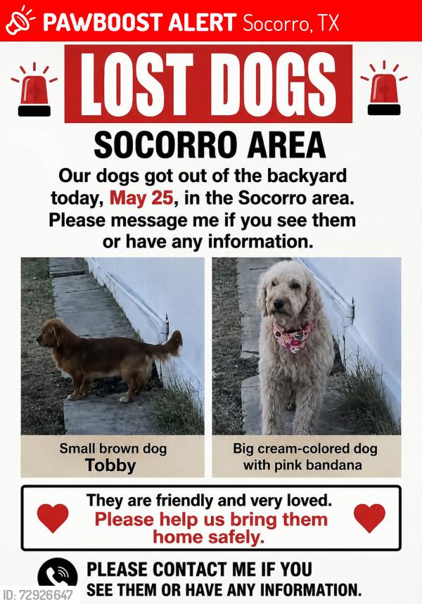 Lost Male Dog last seen Bulldog park , Socorro, TX 79927