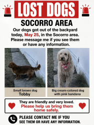 Lost Male Dog last seen Bulldog park , Socorro, TX 79927