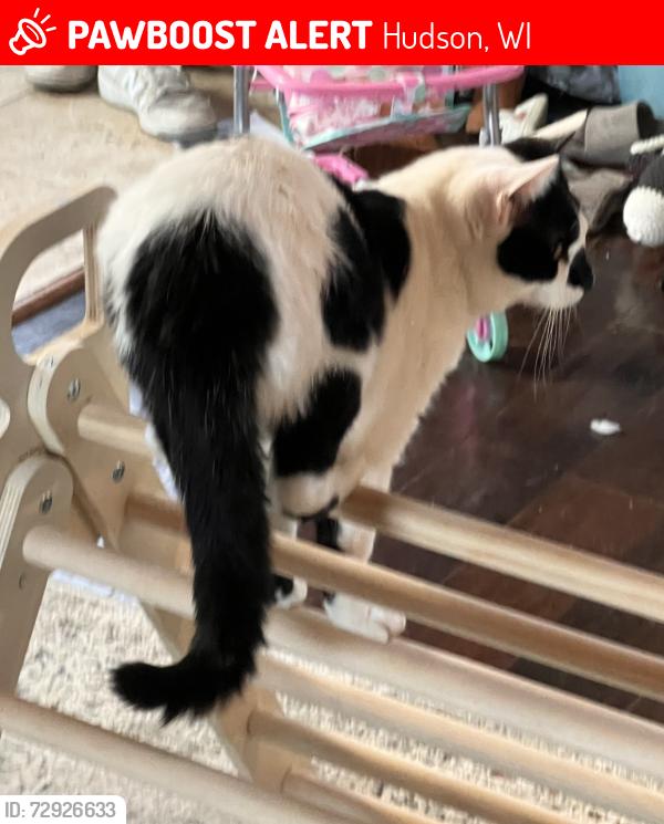 Lost Male Cat last seen S Glover rd,  N Glover Rd, Hudson, WI 54016
