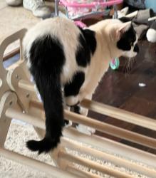Lost Male Cat last seen S Glover rd,  N Glover Rd, Hudson, WI 54016