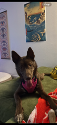 Reunited Female Dog last seen 25th and Champa, Denver, CO 80205