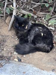 Lost Male Cat last seen White Haven Ln, Riverside, CA 92506