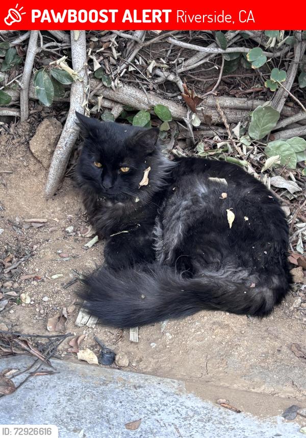 Lost Male Cat last seen White Haven Ln, Riverside, CA 92506