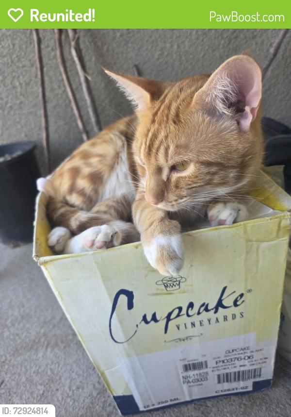 Reunited Male Cat last seen Near Iron point drive, San Jose, CA, San Jose, CA 95134