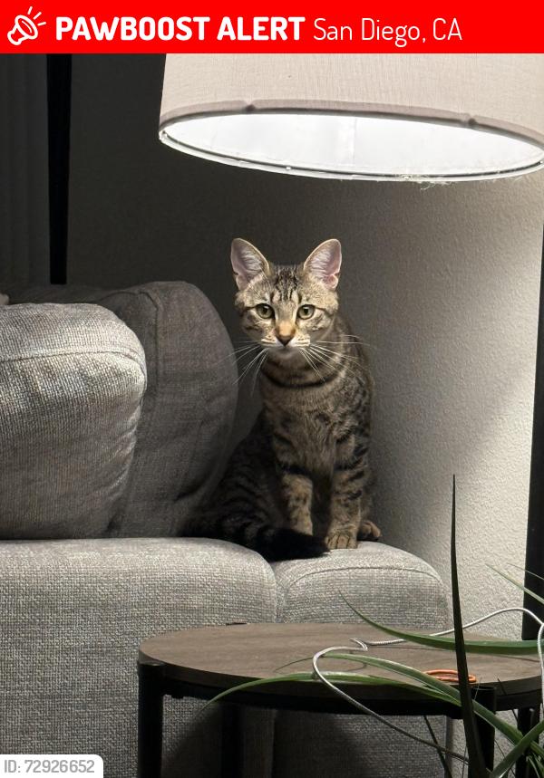 Lost Female Cat last seen Bordelon St, San Diego, CA 92124