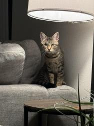 Lost Female Cat last seen Bordelon St, San Diego, CA 92124