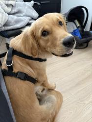 Lost Male Dog last seen Fanita dr and prospect ave near hwy and Toyota , Santee, CA 92071