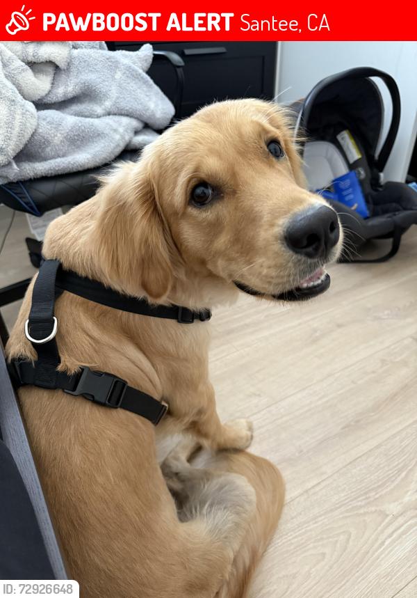 Lost Male Dog last seen Fanita dr and prospect ave near hwy and Toyota , Santee, CA 92071