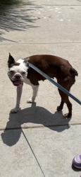 Found/Stray Female Dog last seen Orange Ave / Perris Blvd, Perris, CA 92571